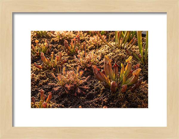Carnivorous Plant Bog Garden