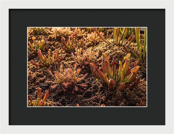 Carnivorous Plant Bog Garden