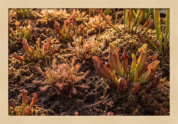 Carnivorous Plant Bog Garden