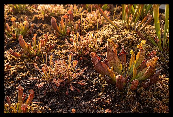 Carnivorous Plant Bog Garden