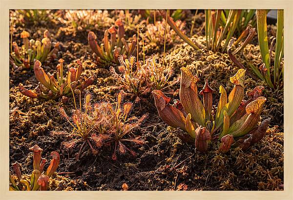 Carnivorous Plant Bog Garden