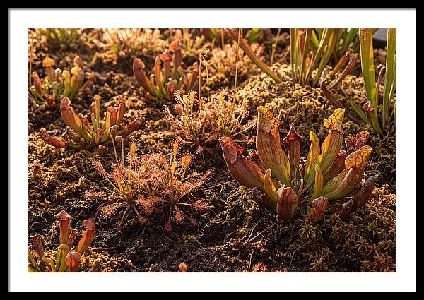 Carnivorous Plant Bog Garden