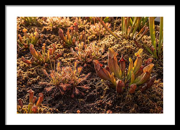 Carnivorous Plant Bog Garden