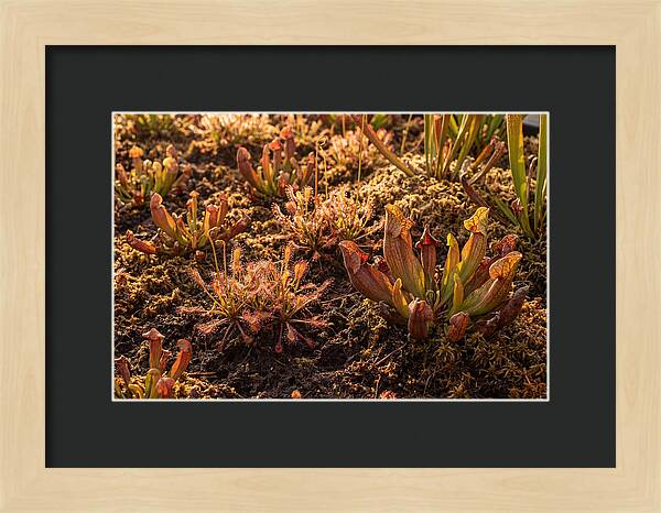 Carnivorous Plant Bog Garden