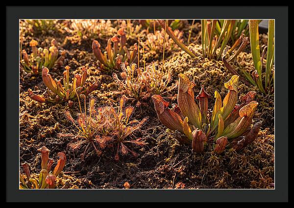 Carnivorous Plant Bog Garden