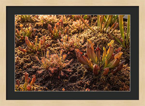 Carnivorous Plant Bog Garden