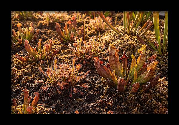 Carnivorous Plant Bog Garden