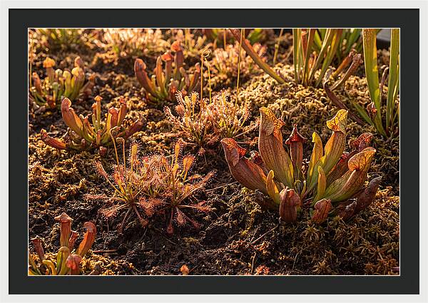 Carnivorous Plant Bog Garden