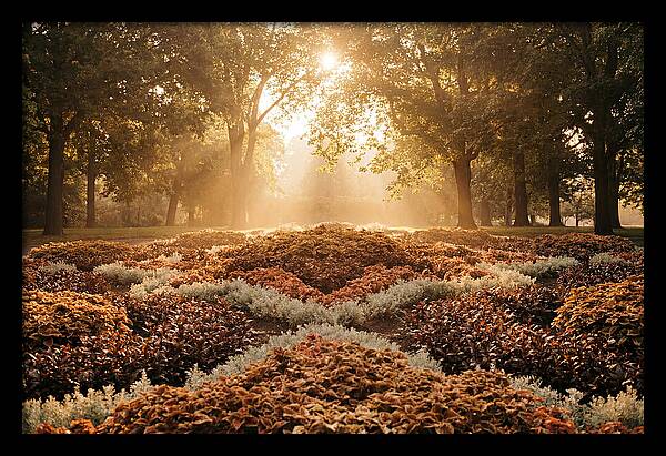 Carpet Bedding Display In Victorian Park