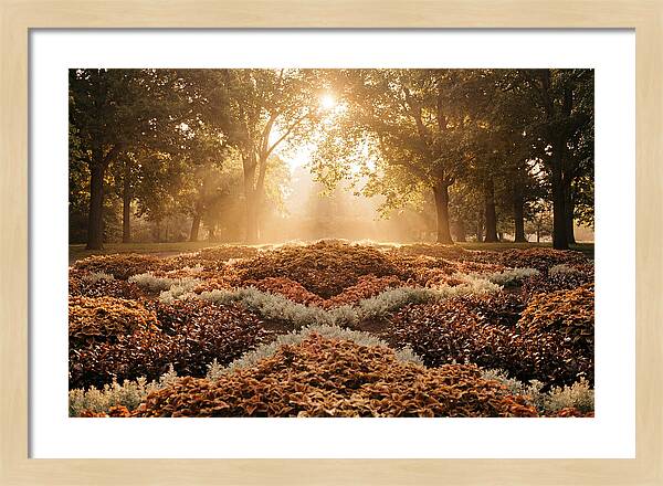 Carpet Bedding Display In Victorian Park
