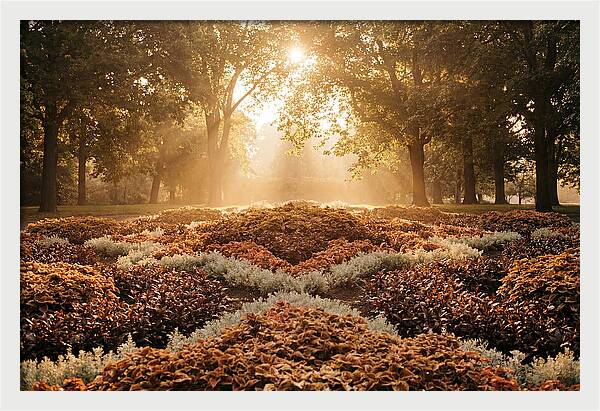 Carpet Bedding Display In Victorian Park