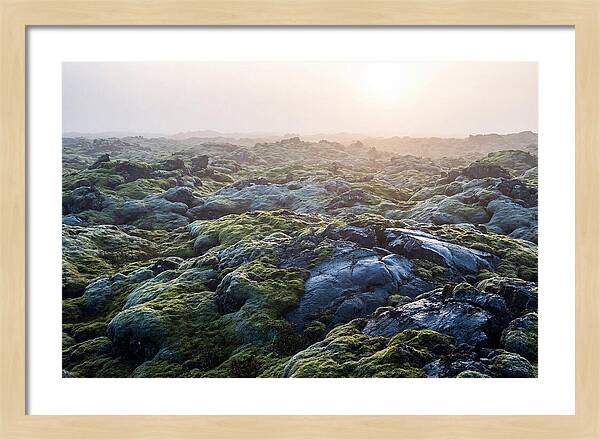 Carpet Of Moss Over Lava