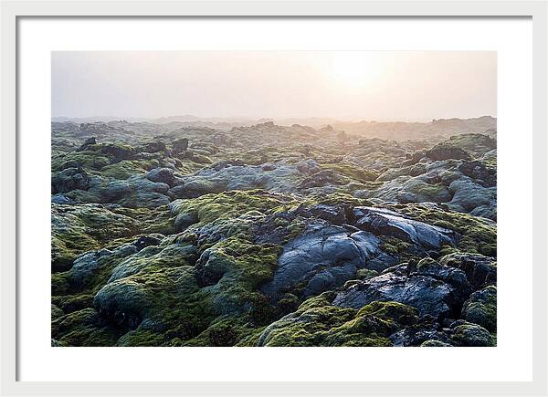 Carpet Of Moss Over Lava