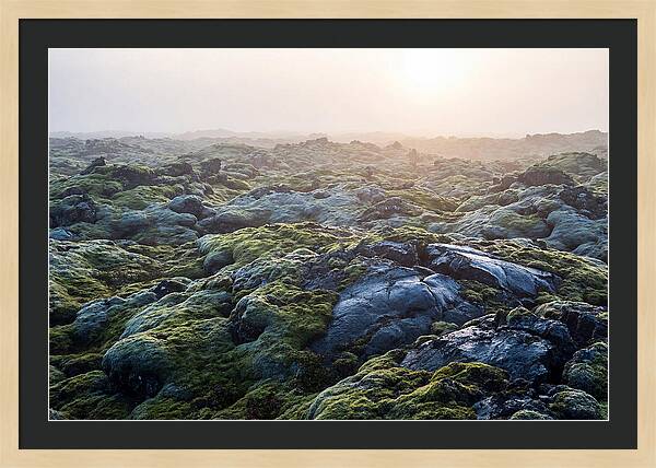 Carpet Of Moss Over Lava
