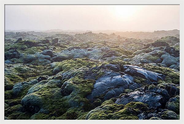Carpet Of Moss Over Lava