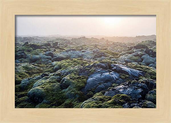 Carpet Of Moss Over Lava