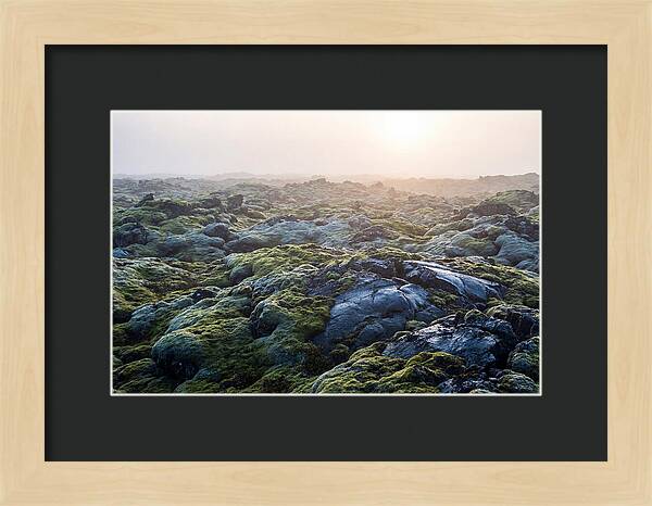 Carpet Of Moss Over Lava