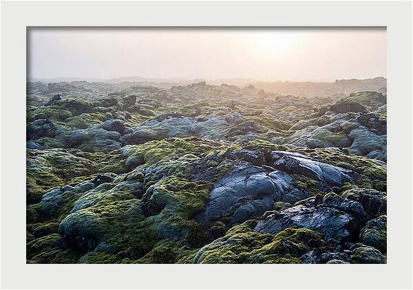 Carpet Of Moss Over Lava