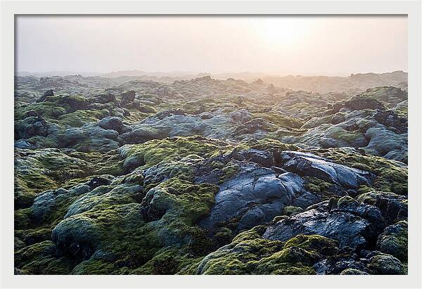 Carpet Of Moss Over Lava
