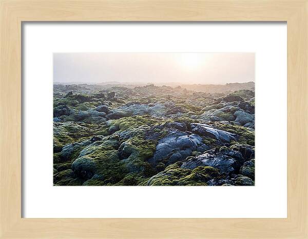 Carpet Of Moss Over Lava