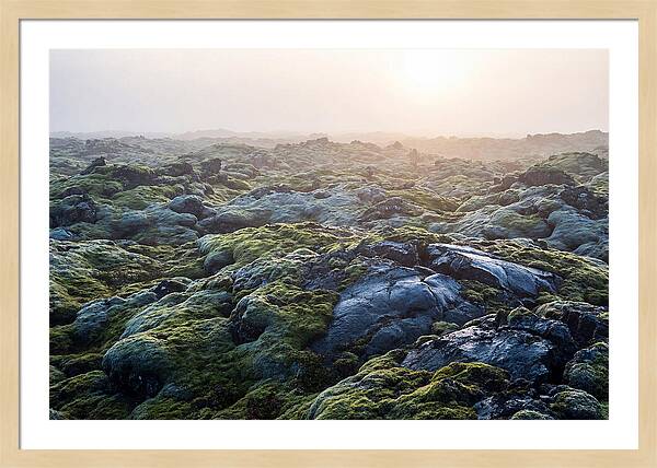 Carpet Of Moss Over Lava