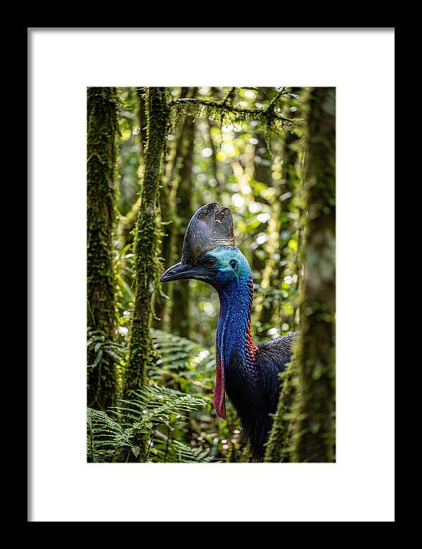 Cassowary In The Rainforest