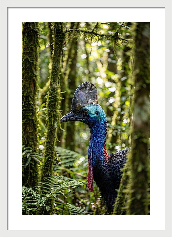 Cassowary In The Rainforest