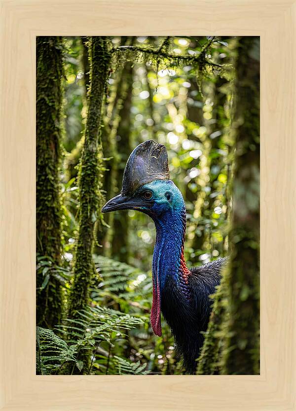 Cassowary In The Rainforest