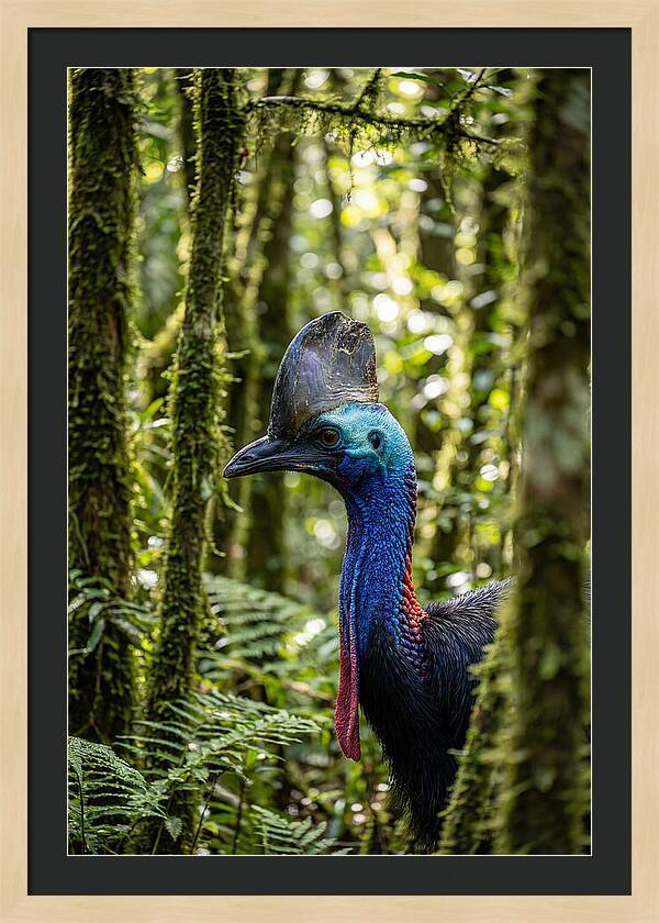 Cassowary In The Rainforest