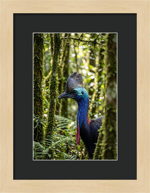 Cassowary In The Rainforest