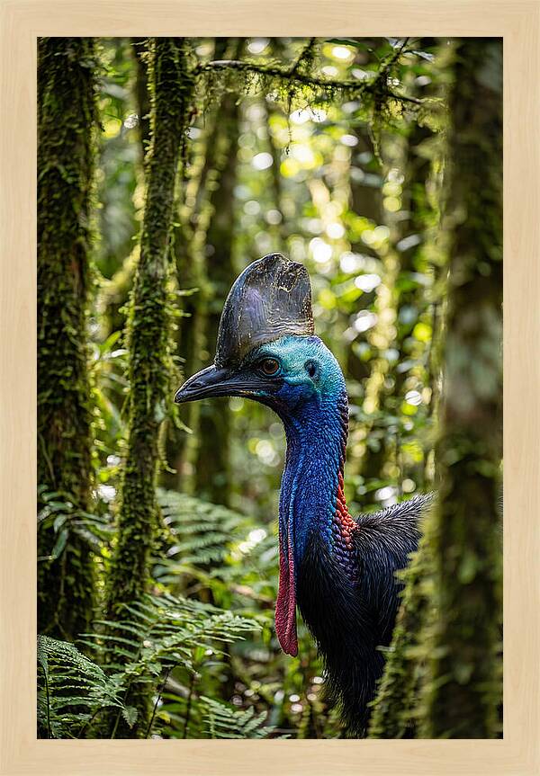Cassowary In The Rainforest