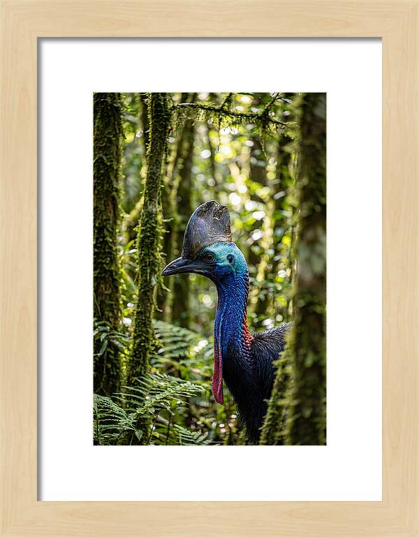 Cassowary In The Rainforest