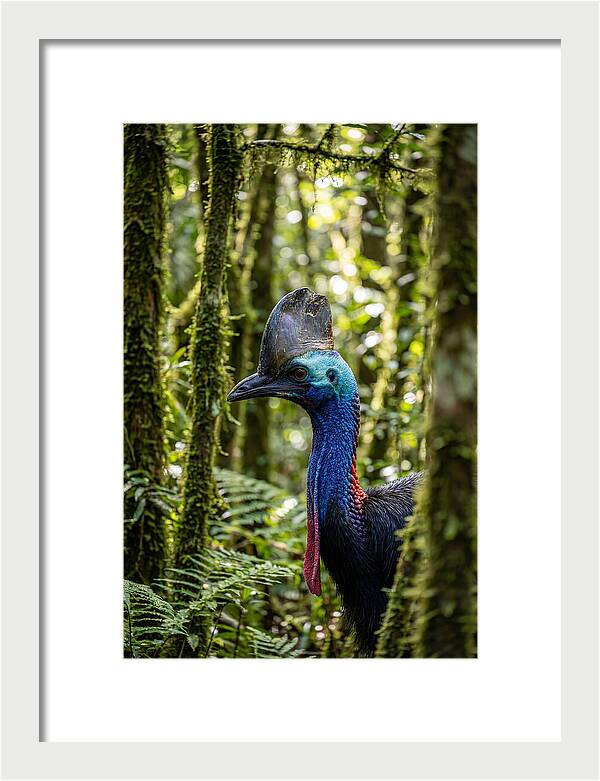 Cassowary In The Rainforest