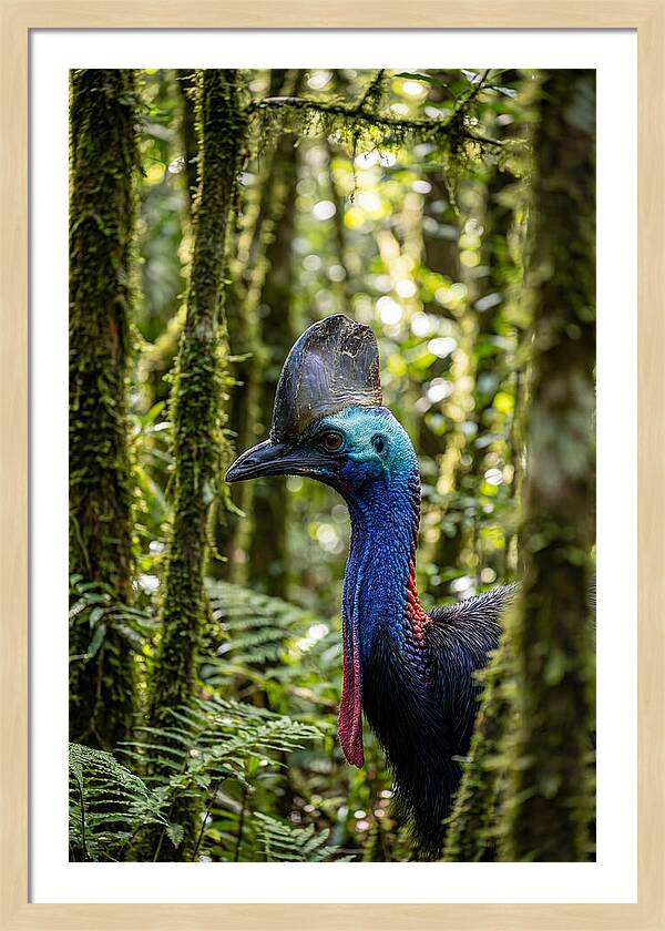 Cassowary In The Rainforest
