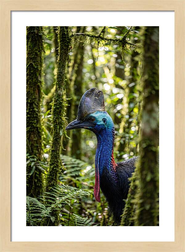 Cassowary In The Rainforest