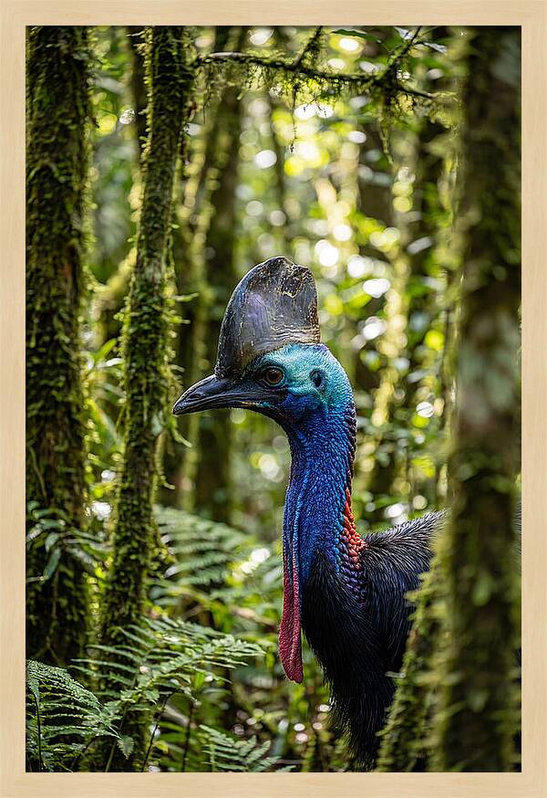 Cassowary In The Rainforest
