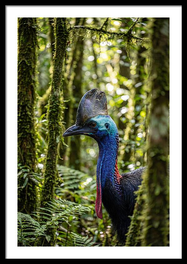 Cassowary In The Rainforest