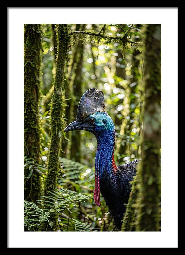 Cassowary In The Rainforest