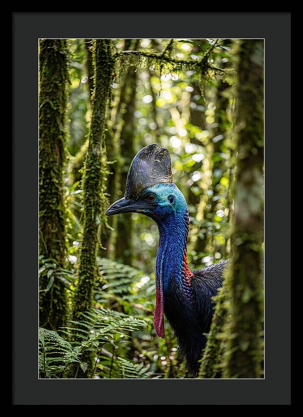 Cassowary In The Rainforest