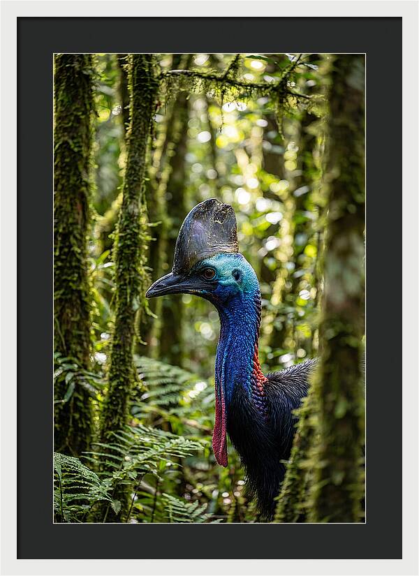 Cassowary In The Rainforest