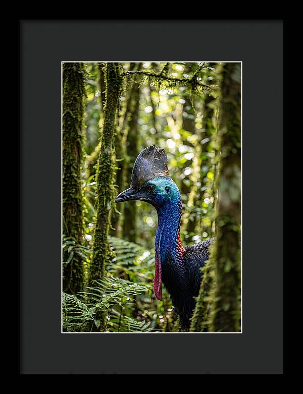 Cassowary In The Rainforest