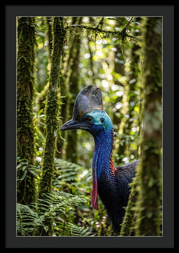 Cassowary In The Rainforest