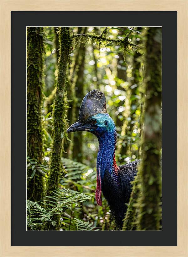 Cassowary In The Rainforest