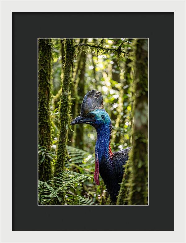 Cassowary In The Rainforest