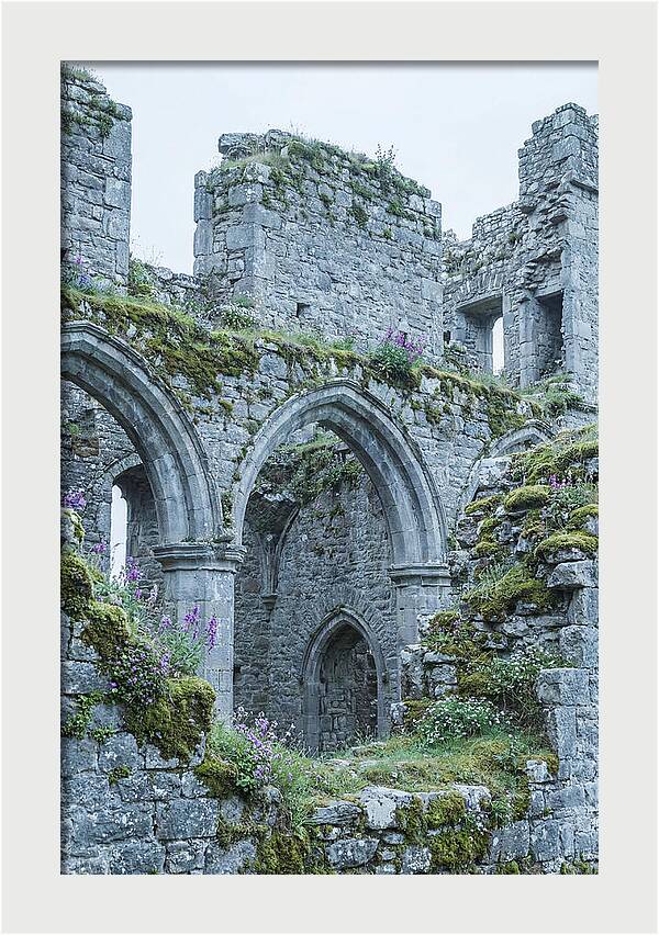 Castle Ruins Embraced By Nature
