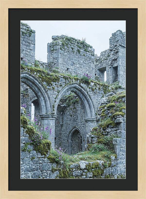 Castle Ruins Embraced By Nature
