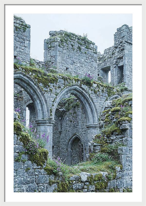 Castle Ruins Embraced By Nature