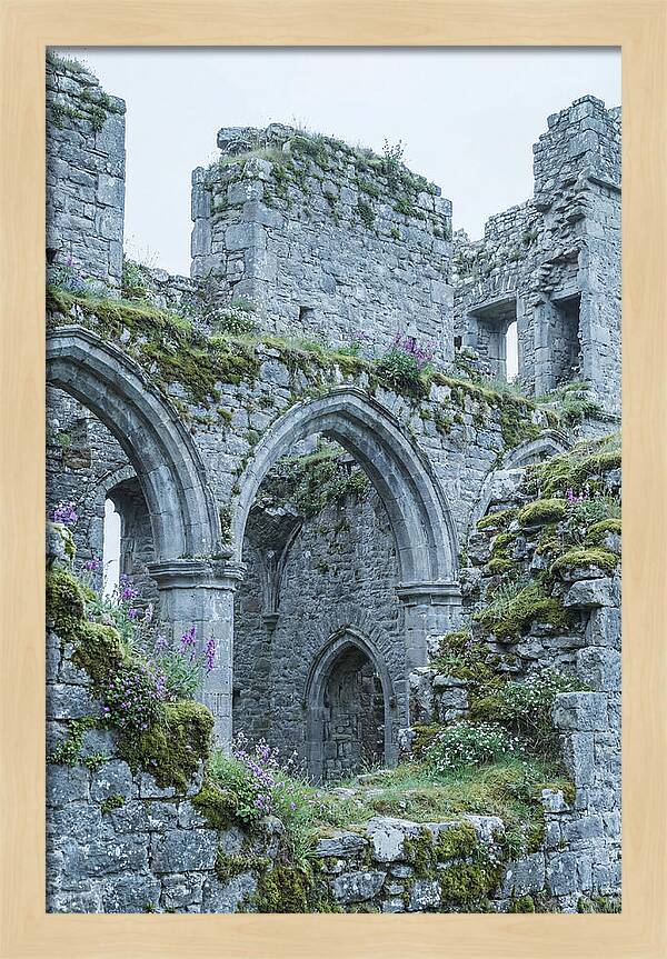 Castle Ruins Embraced By Nature