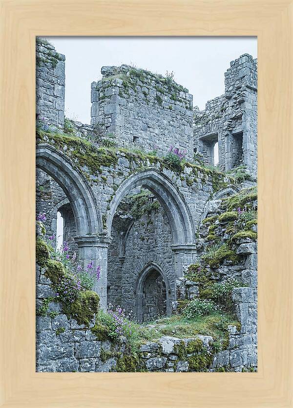Castle Ruins Embraced By Nature