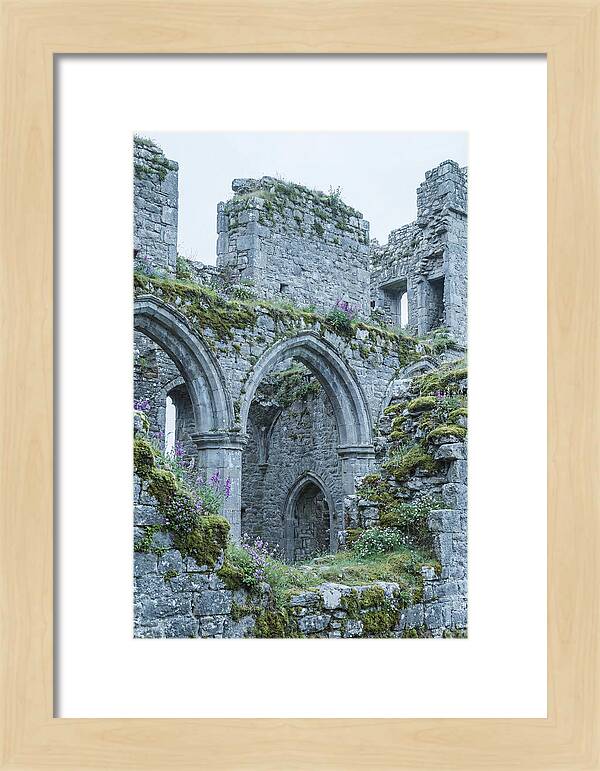 Castle Ruins Embraced By Nature